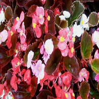 Begonia Cocktail Mix (sun-loving)