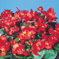 Begonia SO Red (shade-loving)