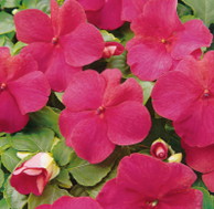 Impatiens SE Rose (shade-loving)