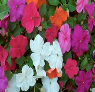 Impatiens SE Mix (shade-loving)