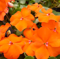 Impatiens SE Orange (shade-loving)