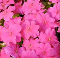 Impatiens SE Violet (shade-loving)