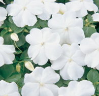 Impatiens SE White (shade-loving)