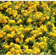 Lantana New Gold (sun-loving)