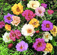 Moss Rose Mixed (sun-loving)