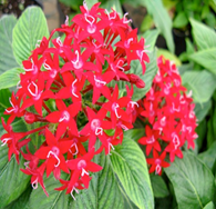 Pentas Graffiti Red Lace (sun-loving)