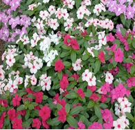 Vinca Cora Mix (sun-loving)