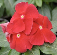 Vinca Cora Red (sun-loving)