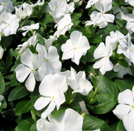 Vinca Cora White (sun-loving)